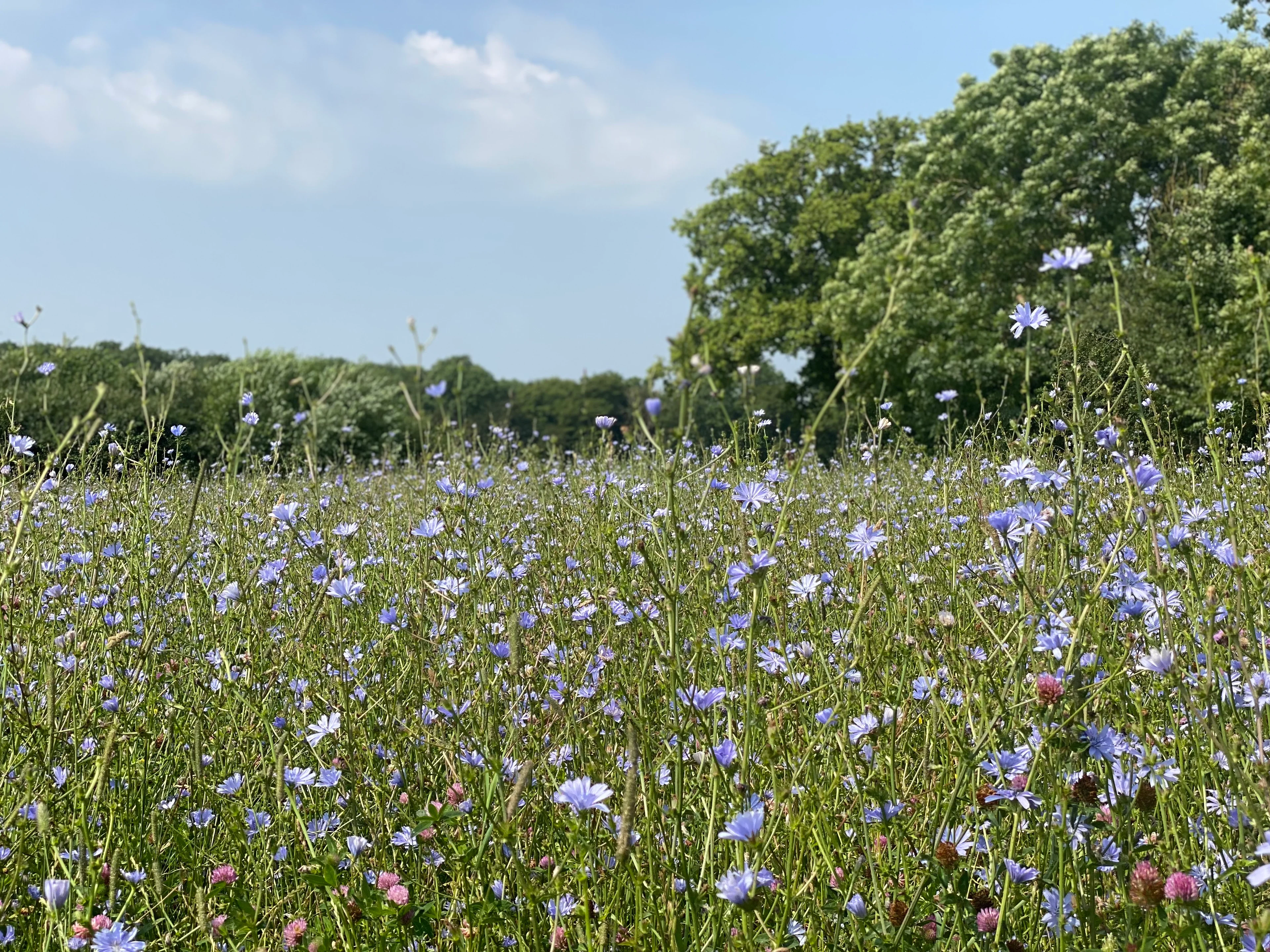 Ethical Farming, Exceptional Flavor