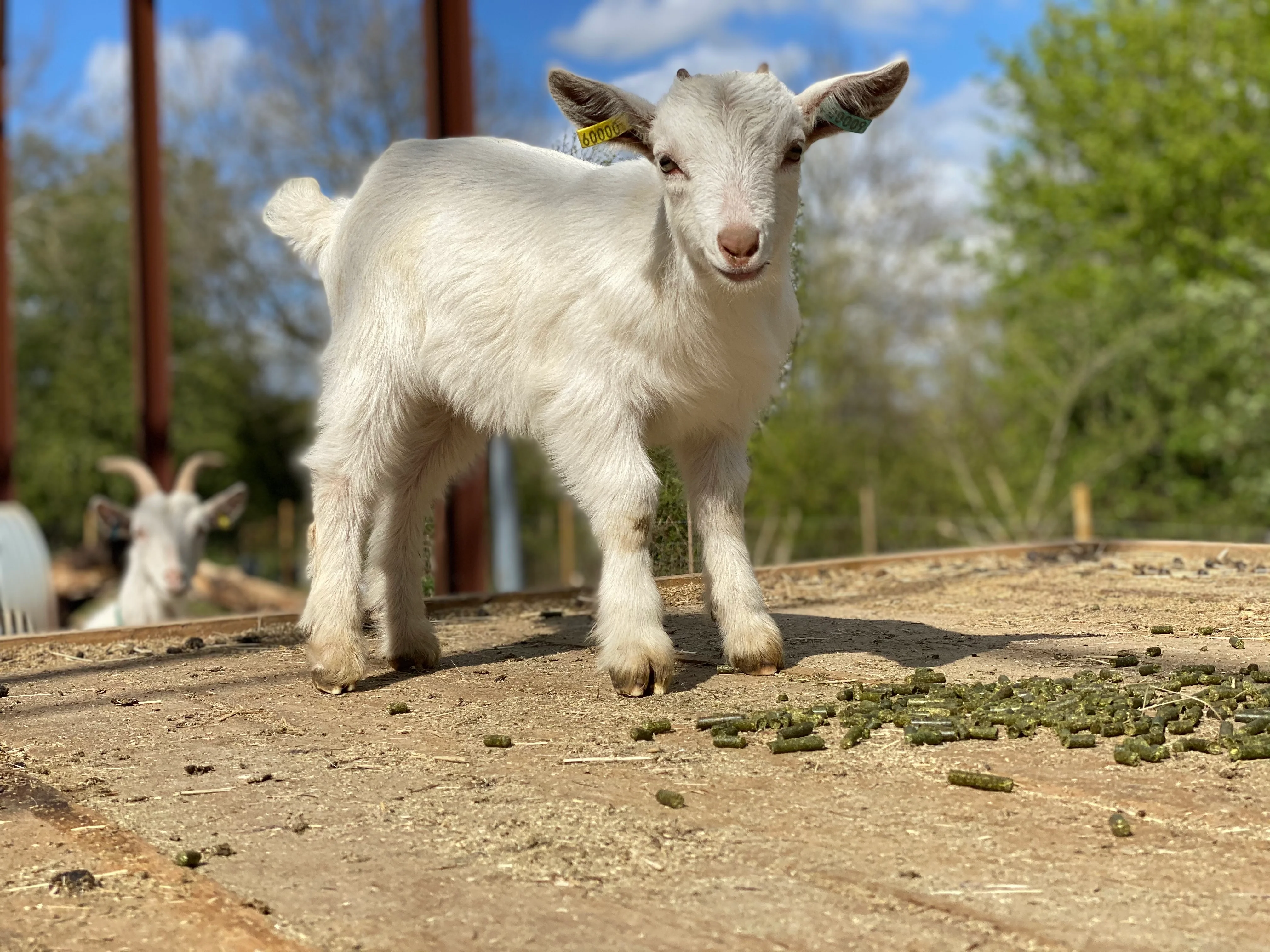 Sponsor a Goat - Gold