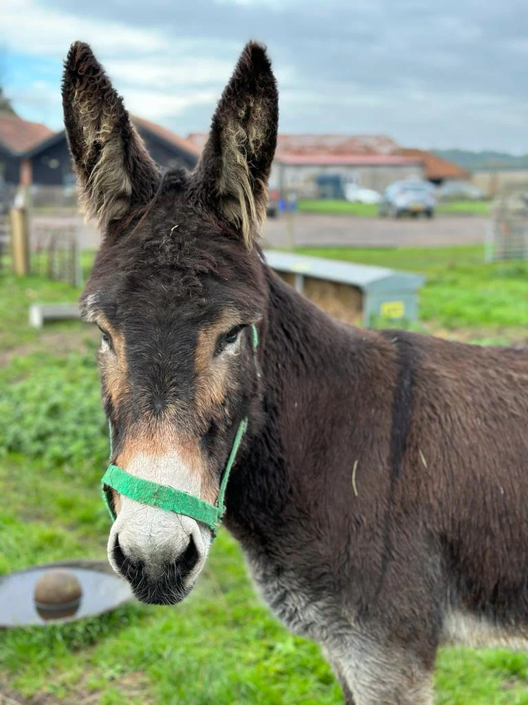 Donkey Adoption - 1 Year - Gold Package - Image 2