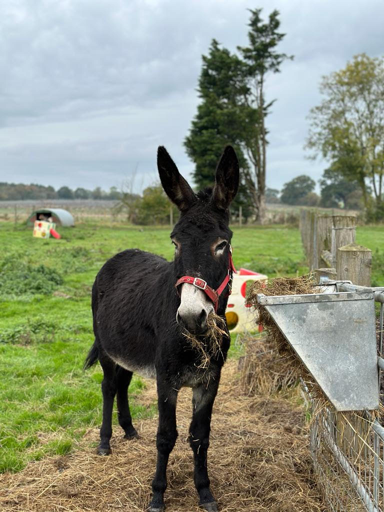 Donkey Adoption - 1 Year - Silver Package - Image 2