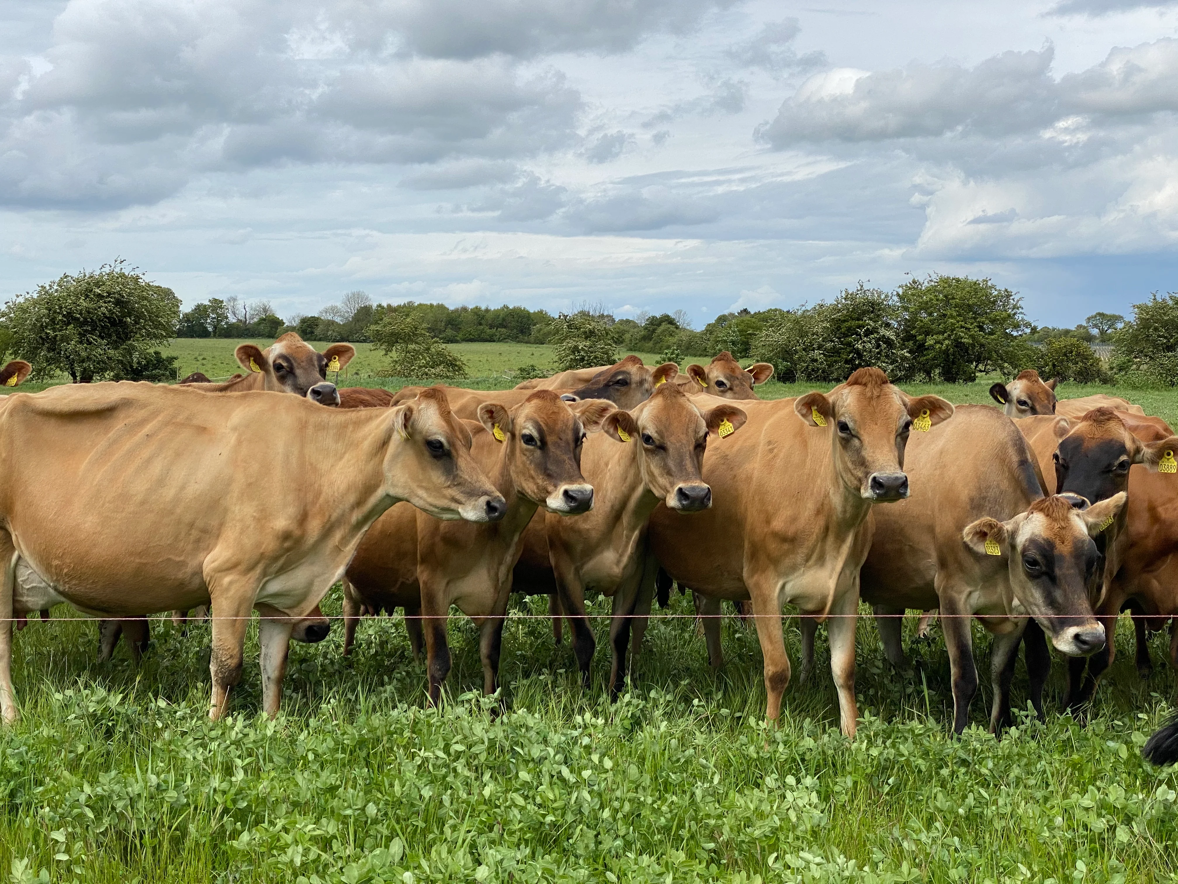 Farm Walk With The Cows - click link in description for availability/to purchase
