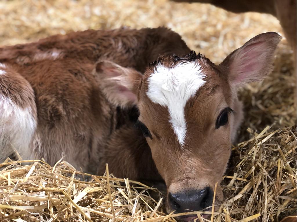 Farm Walk With The Cows - click link in description for availability/to purchase - Image 2