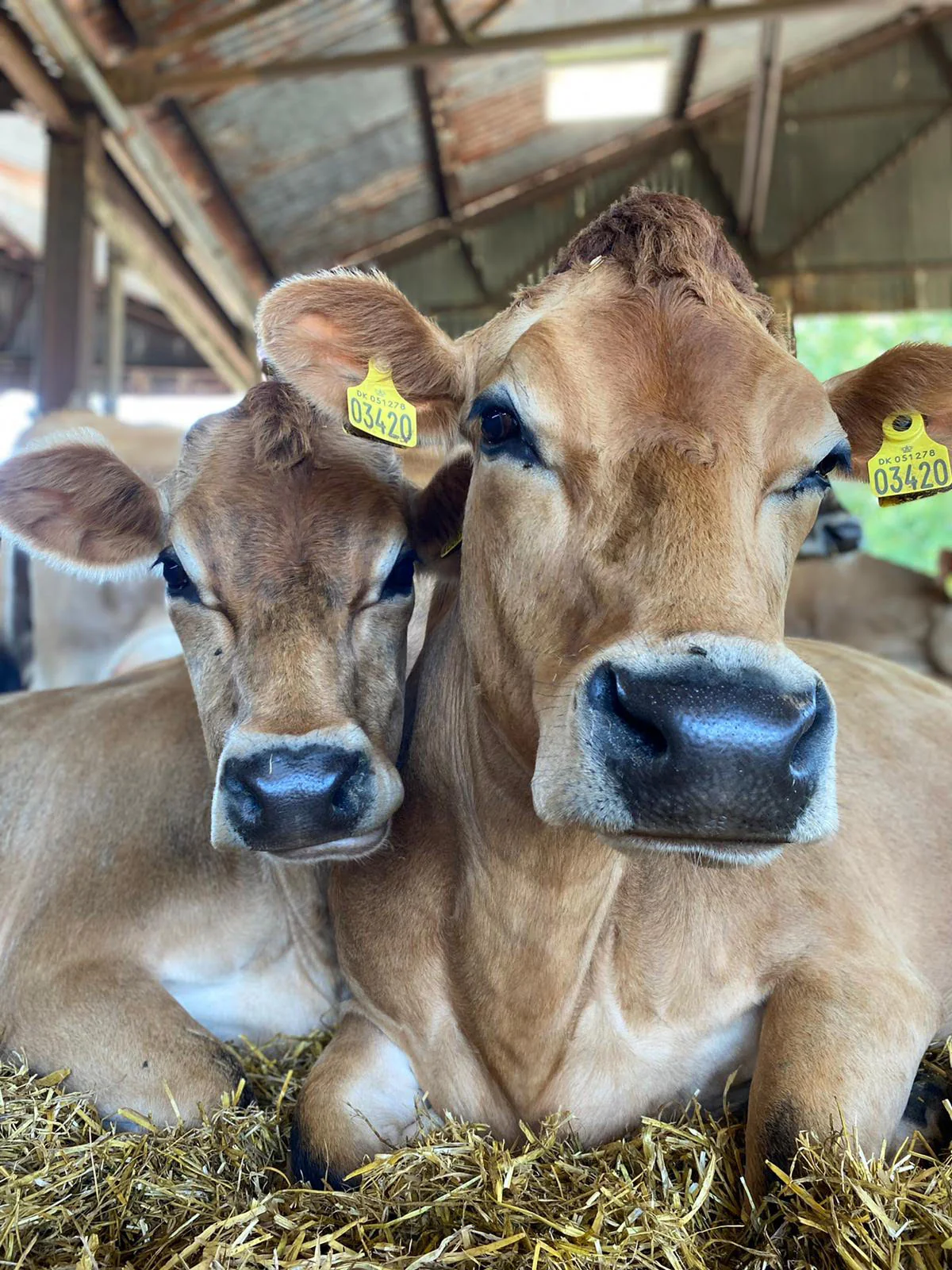Farm Walk With The Cows - click link in description for availability/to purchase - Image 3