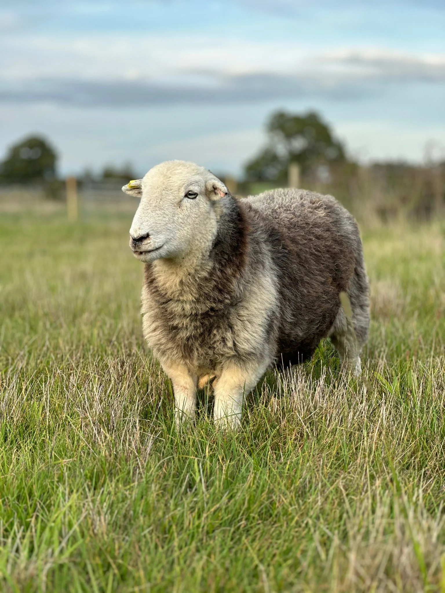 Herdwick Mutton Box (Limited Edition)
