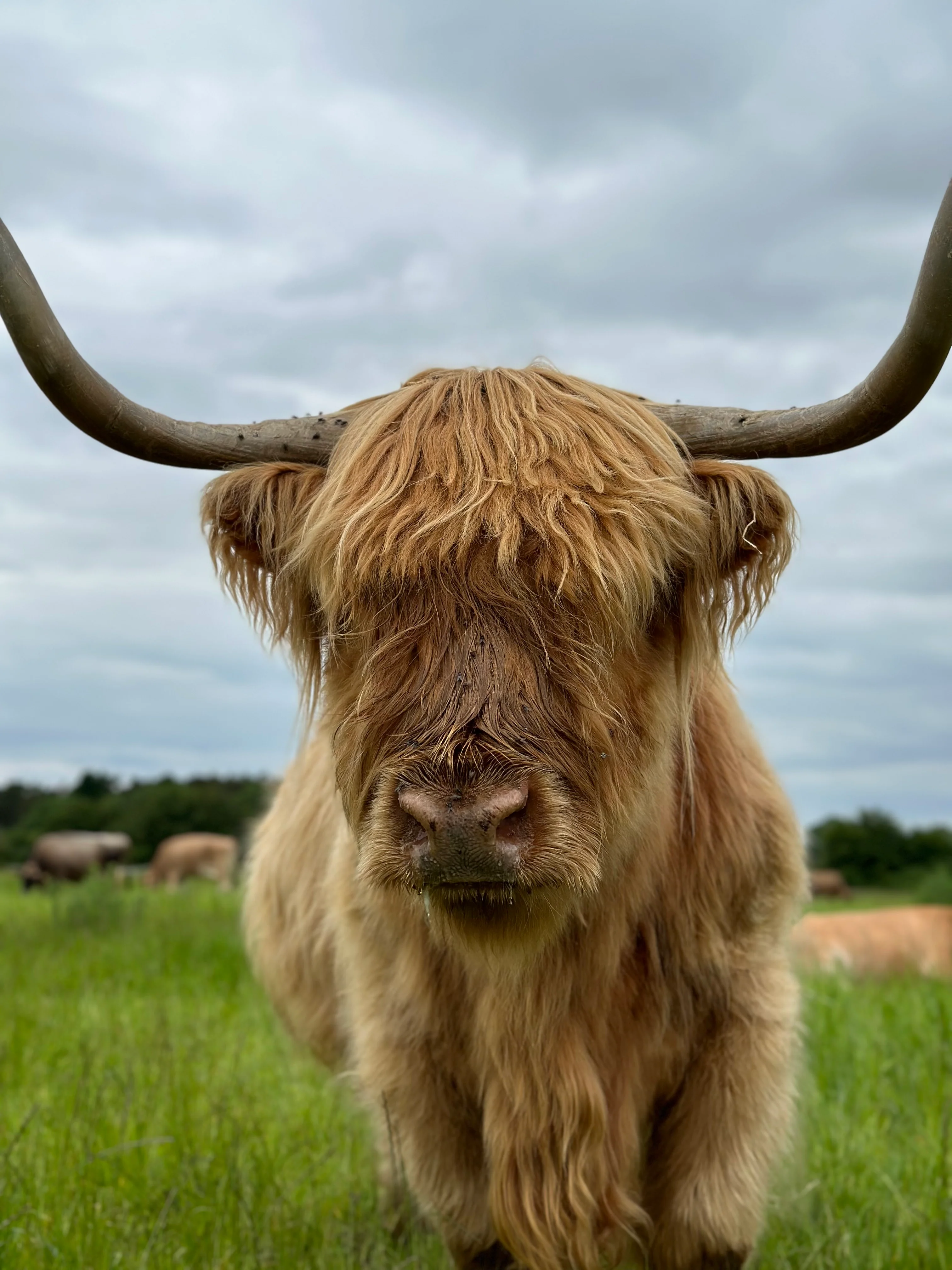 Highland Cow Cuddling Experience - click link in description for availability/to purchase - Image 2
