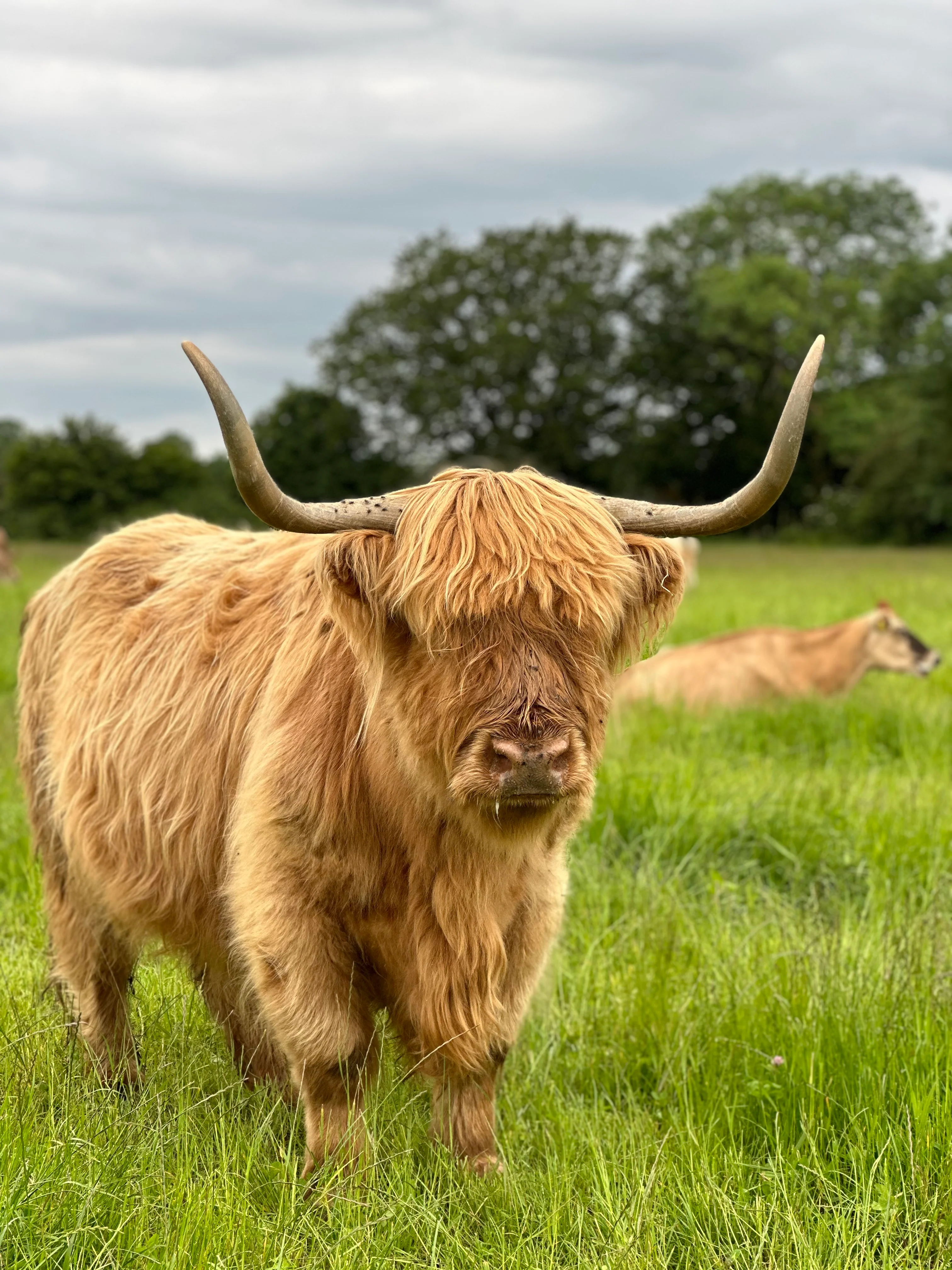 Highland Cow Cuddling Experience - click link in description for availability/to purchase
