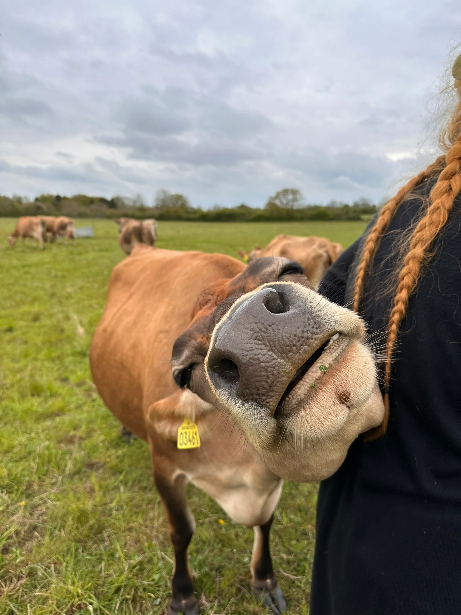NEW! 30 Minute Cow Cuddling Experience - click link in description for availability/to purchase