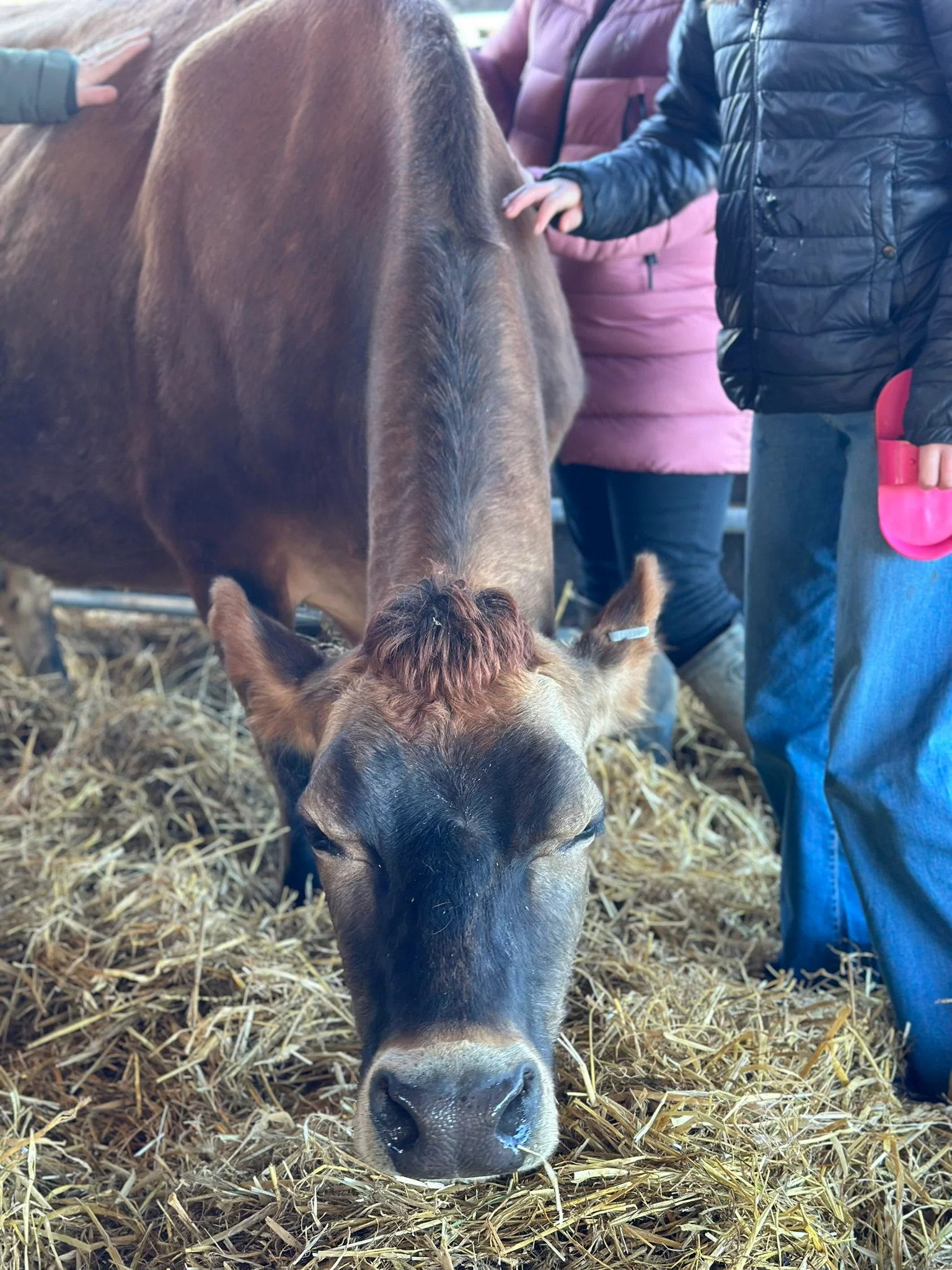 NEW! 30 Minute Cow Cuddling Experience - click link in description for availability/to purchase - Image 2