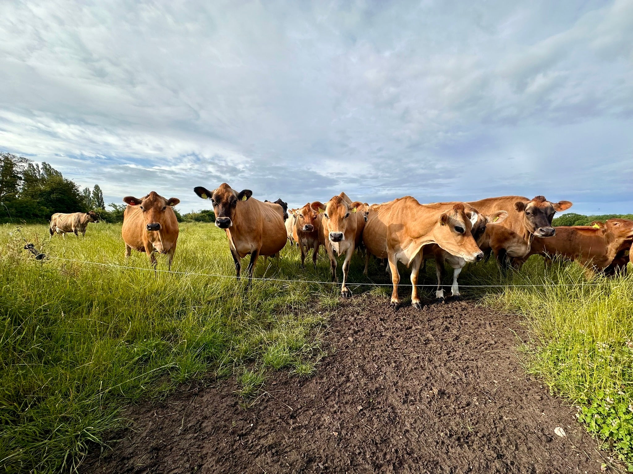 NEW! 30 Minute Cow Cuddling Experience - click link in description for availability/to purchase - Image 4