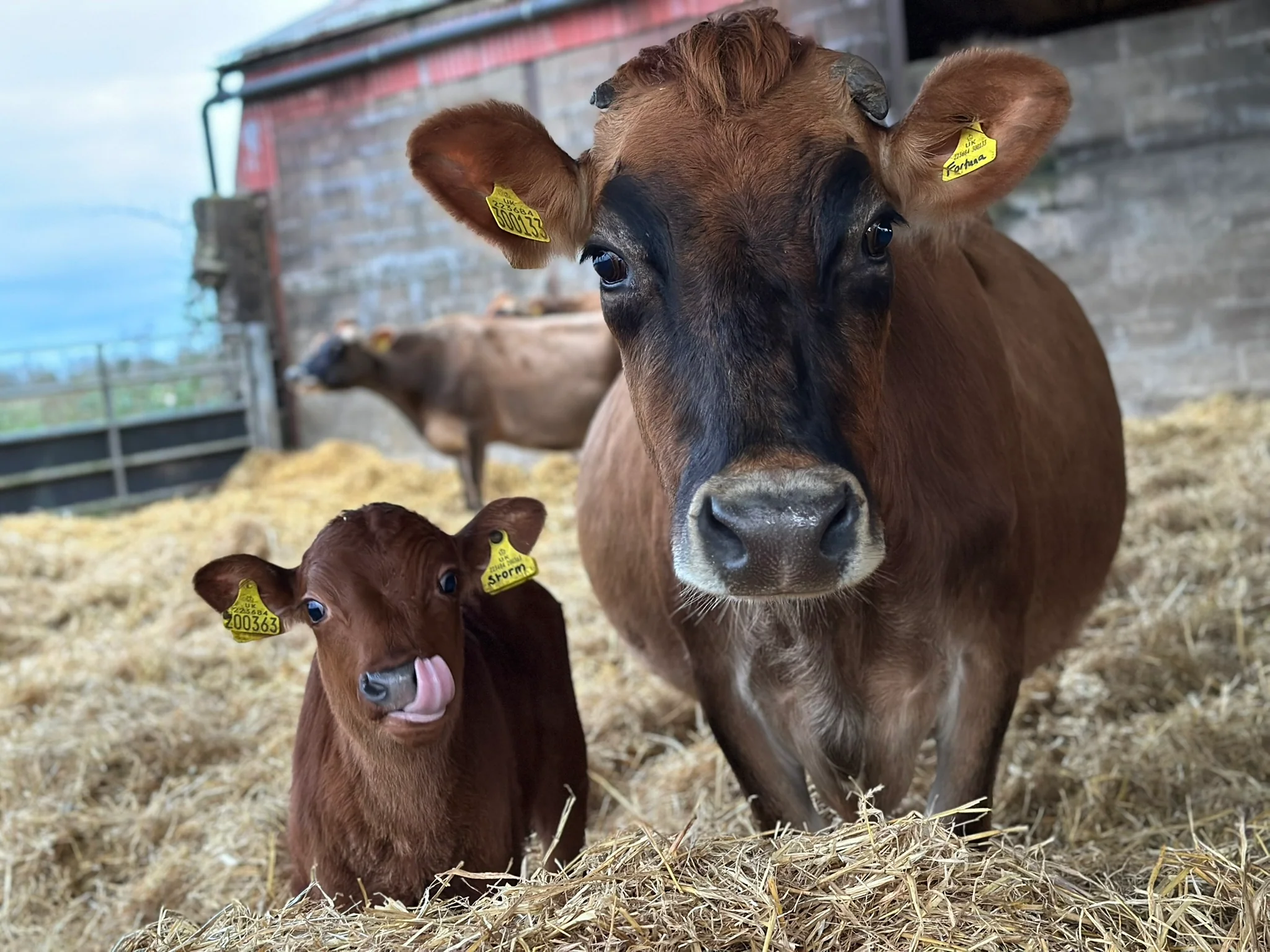 NEW! 30 Minute Cow Cuddling Experience - click link in description for availability/to purchase - Image 5
