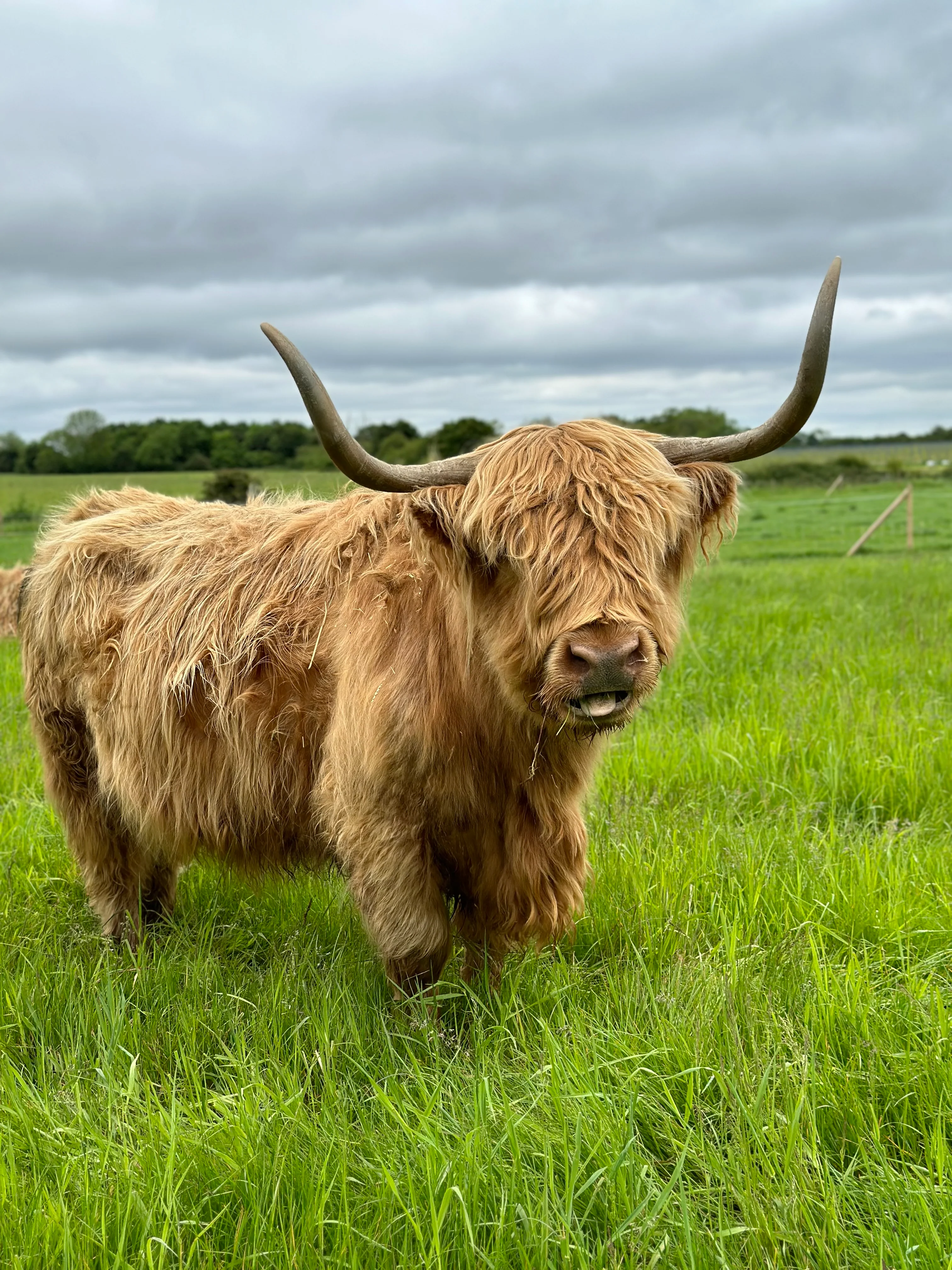 NEW! 30 Minute Cow Cuddling Experience - click link in description for availability/to purchase - Image 6