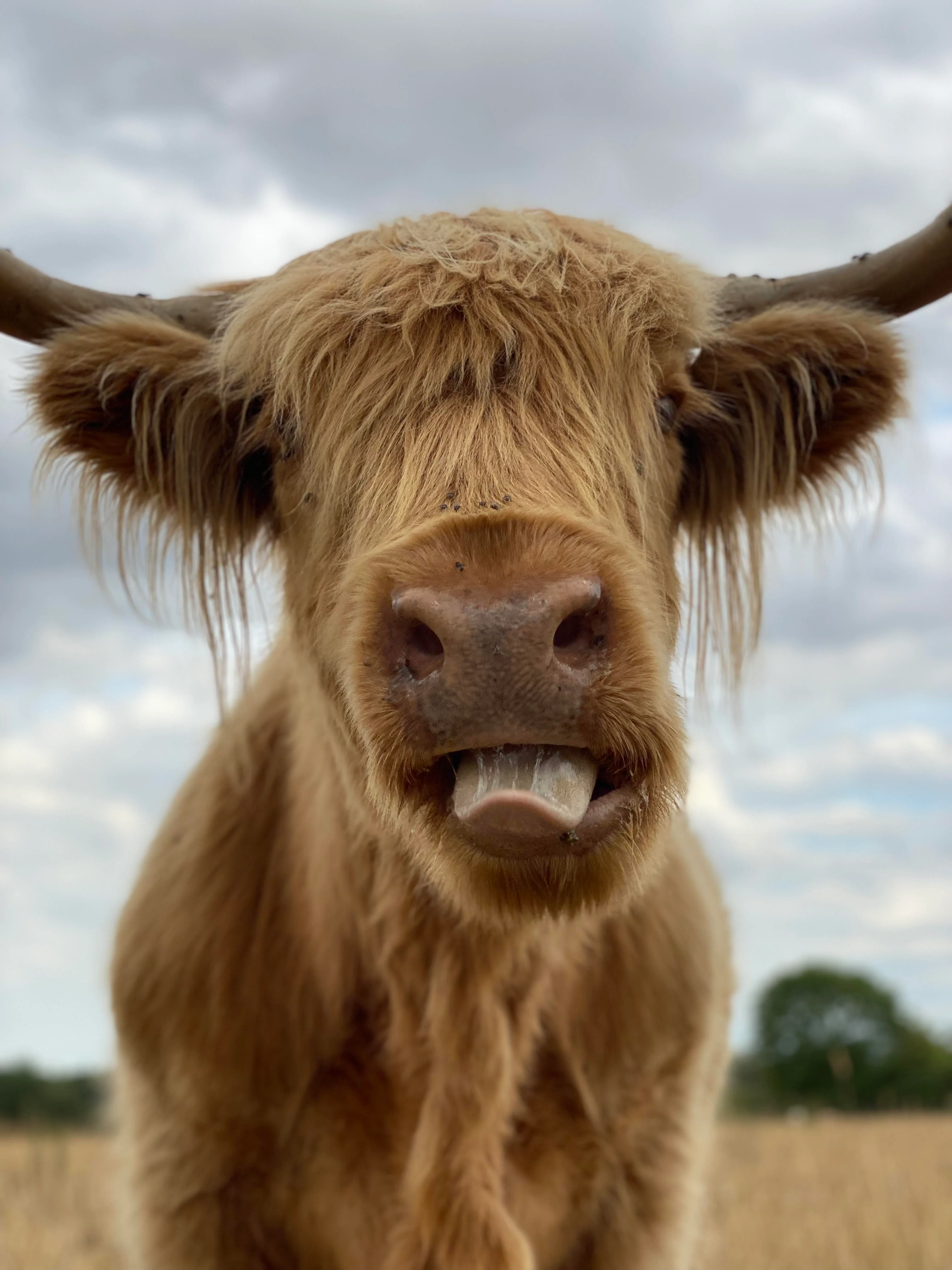 Retired Highland Cow Sponsorship