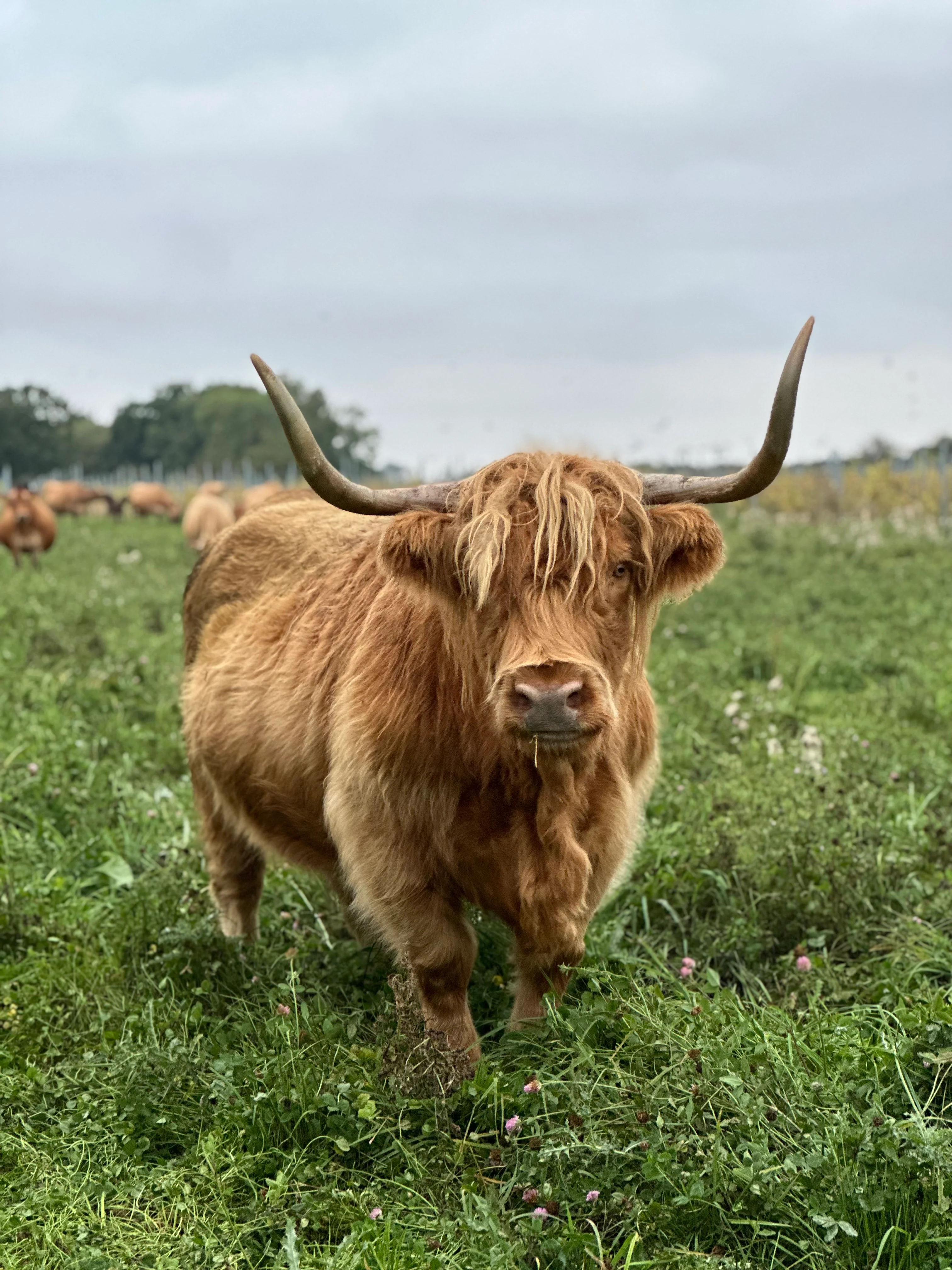 Retired Highland Cow Sponsorship - Image 2