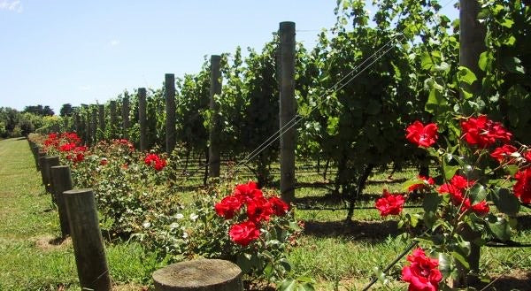 Rose Dedication - Image 2