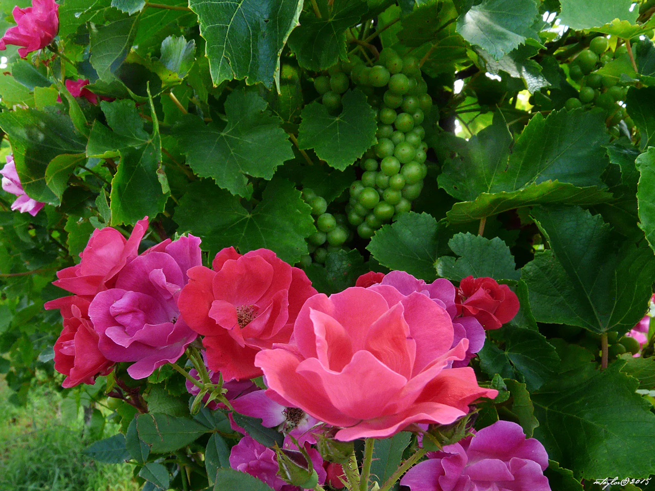 Rose Dedication - Image 3