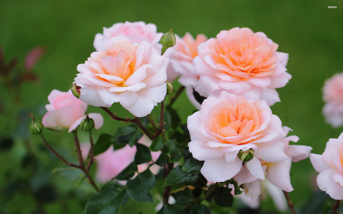 Rose Dedication - Image 4
