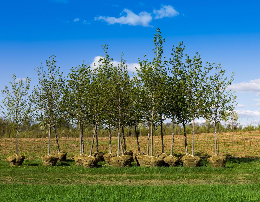 Sponsor a Native Broadleaf Tree - Image 2